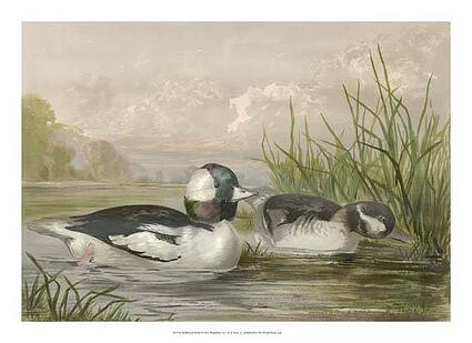 Bufflehead Ducks by A. Pope, Jr., Art Print | Barewalls Posters