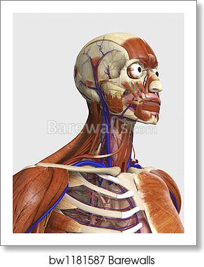 Human Muscles And Bones / Human Upper Body With Bones Muscles And Circulatory System Facial ...