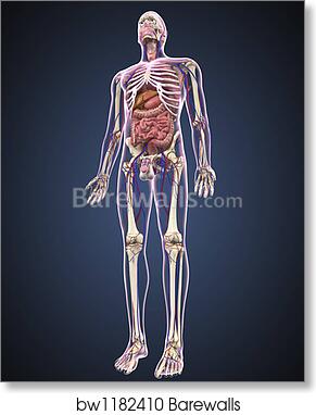 Full Length View Of Male Human Body With Organs Arteries And Veins By Stocktrek Images Art Print Barewalls Posters Prints Bw1182410