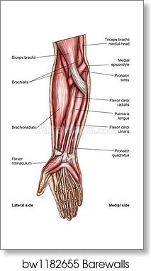 human arm side view