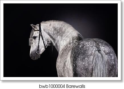 White horse portrait by Alexey Zobov, Art Print