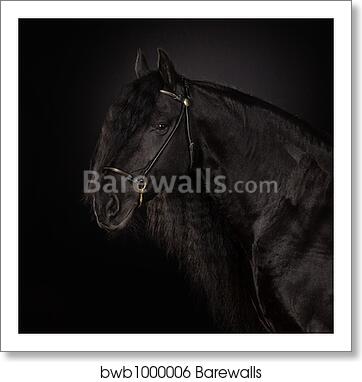 Black horse portrait by Alexey Zobov, Art Print