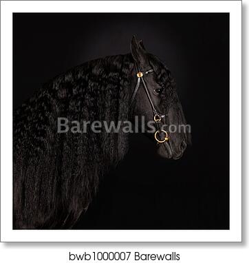 Black horse portrait by Alexey Zobov, Art Print