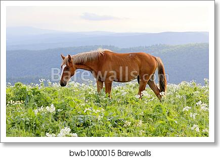 Brown horse on a field by Alexey Zobov, Art Print