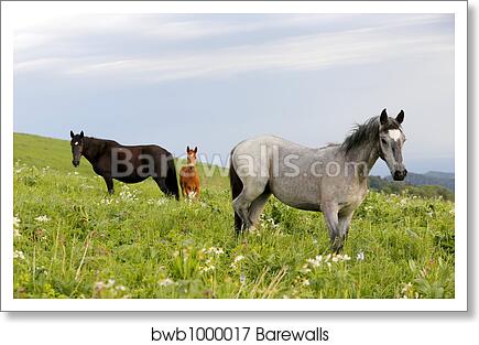 Three horses on a field by Alexey Zobov, Art Print