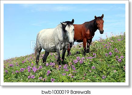 Couple of horses by Alexey Zobov, Art Print