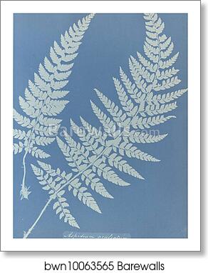 Aspidium aculeatum, British by Anna Atkins, Art Print