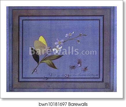 Flower, Butterfly and Flies by Count Feodor Tolstoy, Art Print