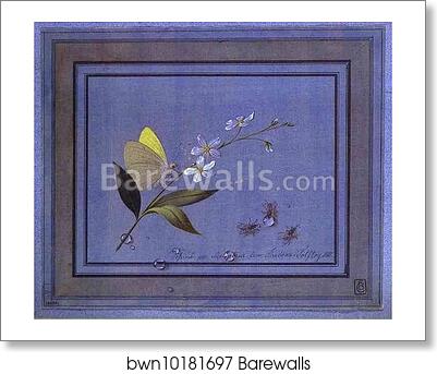 Flower, Butterfly and Flies by Count Feodor Tolstoy, Art Print Flower, Butterfly and Flies by Count Feodor Tolstoy, Art Print