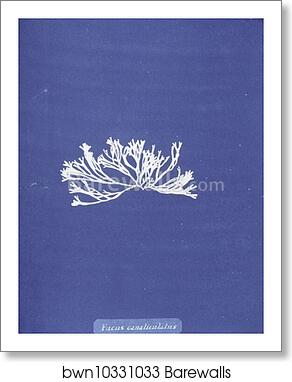 Fucus canaliculatus by Anna Atkins, Art Print