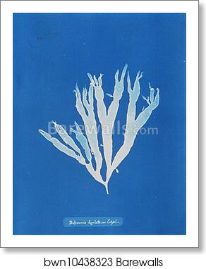 Halymenia ligulata var. latifolia by Anna Atkins, Art Print Halymenia ligulata var. latifolia by Anna Atkins, Art Print