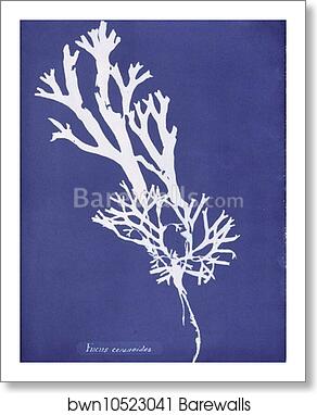 Fucus ceranoides by Anna Atkins, Art Print