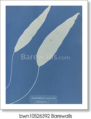 Achrosticum simplex, Jamaica by Anna Atkins, Art Print