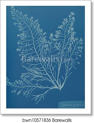 Cystoseira granulata. Cyanotype photogram by Anna Atkins, Art Print Cystoseira granulata. Cyanotype photogram by Anna Atkins, Art Print
