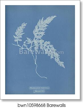 Trichomanes radicans, Jamaica by Anna Atkins, Art Print