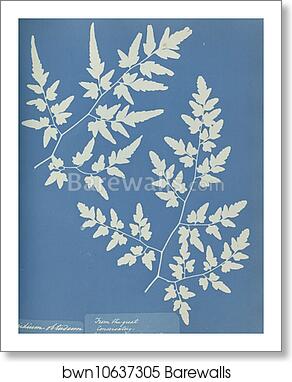 Aspidium obtusium by Anna Atkins, Art Print
