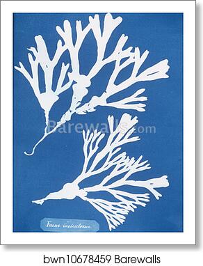 Fucus vesiculosus by Anna Atkins, Art Print