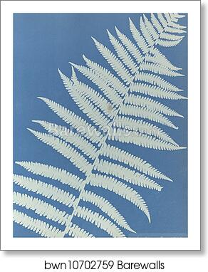 Lastrea oreopteris by Anna Atkins, Art Print