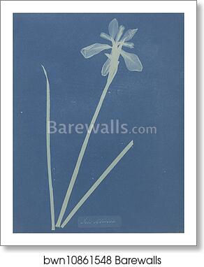 Iris Sibirica by Anna Atkins, Art Print