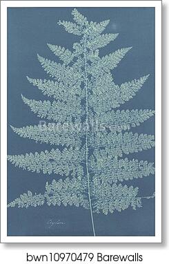 Ceylon/Fern by Anna Atkins, Art Print
