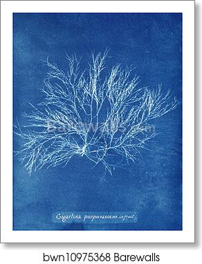 Gigartina purpurascens in fruit by Anna Atkins, Art Print