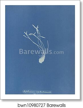 Asplenium septentrionale, British by Anna Atkins, Art Print