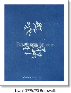 Chondrus norvegicus by Anna Atkins, Art Print