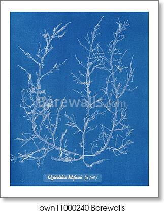 Chylocladia kaliformis (in fruit) by Anna Atkins, Art Print Chylocladia kaliformis (in fruit) by Anna Atkins, Art Print