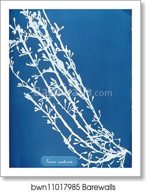 Fucus nodosus by Anna Atkins, Art Print