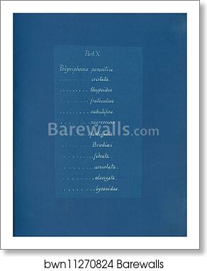 Contents list by Anna Atkins, Art Print