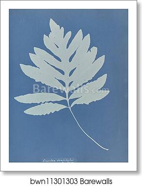 Onoclea sensibilis, New Jersey by Anna Atkins, Art Print