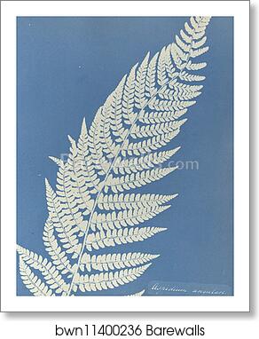 Aspidium angulare by Anna Atkins, Art Print
