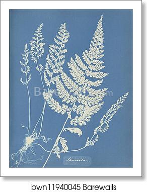 Jamaica by Anna Atkins, Art Print