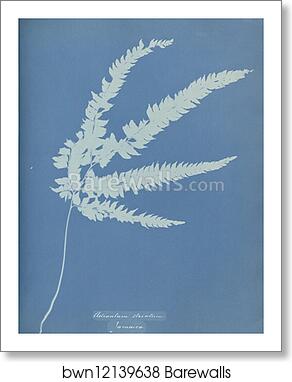 Adiantum striatum, Jamaica by Anna Atkins, Art Print