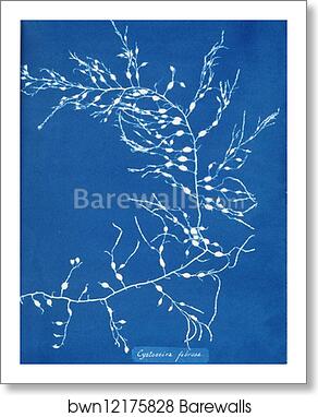 Cystoseira fibrosa by Anna Atkins, Art Print