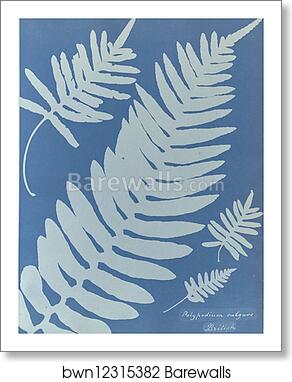 Polypodium vulgare, British by Anna Atkins, Art Print