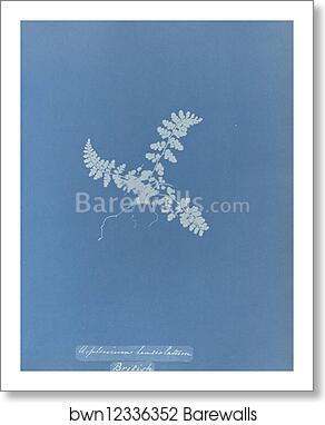 Asplenium lanceolatum, British by Anna Atkins, Art Print