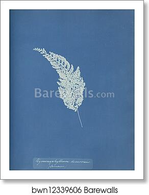 Hymenophyllum decurrens, Jamaica by Anna Atkins, Art Print