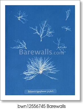 Delesseria hypoglossum (in fruit) by Anna Atkins, Art Print Delesseria hypoglossum (in fruit) by Anna Atkins, Art Print