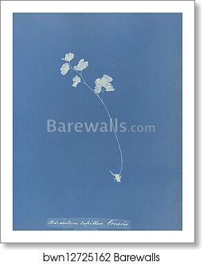 Adiantum capillus veneris, British by Anna Atkins, Art Print