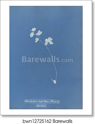 Adiantum capillus veneris, British by Anna Atkins, Art Print Adiantum capillus veneris, British by Anna Atkins, Art Print
