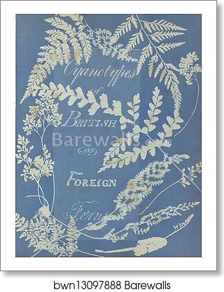 Cyanotypes of British and Foreign Ferns by Anna Atkins, Art Print Cyanotypes of British and Foreign Ferns by Anna Atkins, Art Print