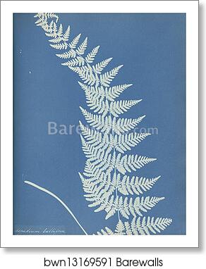Aspidium bulbiferum, Montreal by Anna Atkins, Art Print