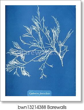 Cystoseira foeniculacea by Anna Atkins, Art Print
