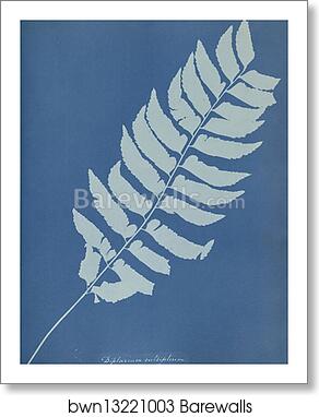 Diplazium cultifolium by Anna Atkins, Art Print