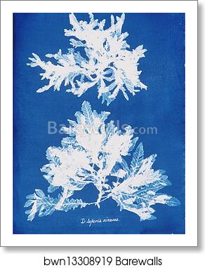 Delesseria sinuosa by Anna Atkins, Art Print