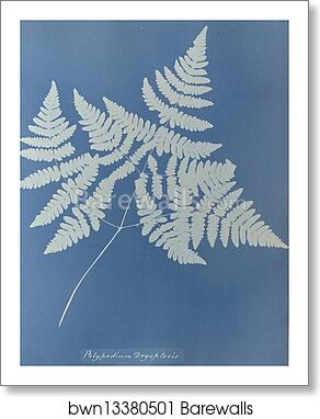 Polypodium dryopteris, British by Anna Atkins, Art Print