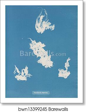 Vaucheria marina by Anna Atkins, Art Print