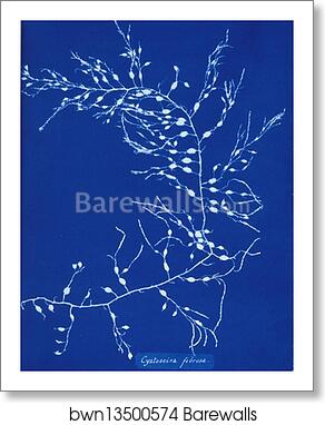 Cystoseira fibrosa by Anna Atkins, Art Print