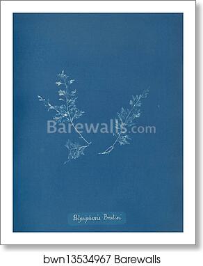 Polysiphonia Brodiaei [Part X] by Anna Atkins, Art Print